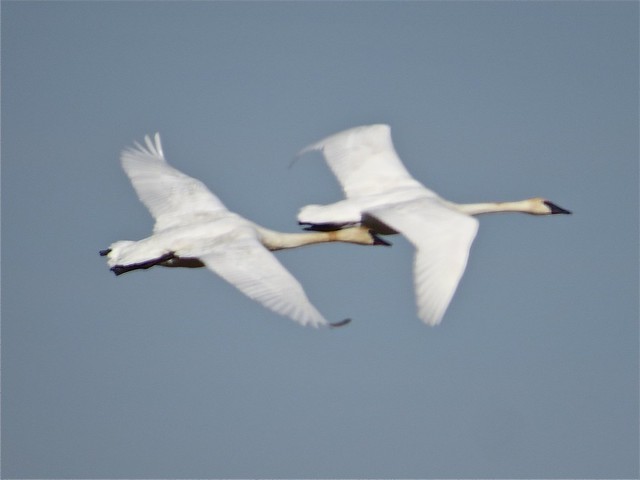 Trumpeter Swan at the Gridley Wastewater Treatment Ponds in McLean County, IL 87