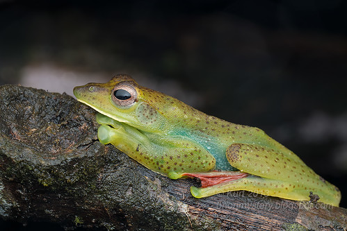 Malayan Flying Frog (Rhacophorus prominanus) IMG_9988 copy