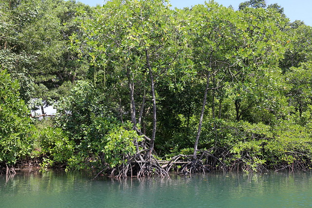 You can explore mangrove forests by boat