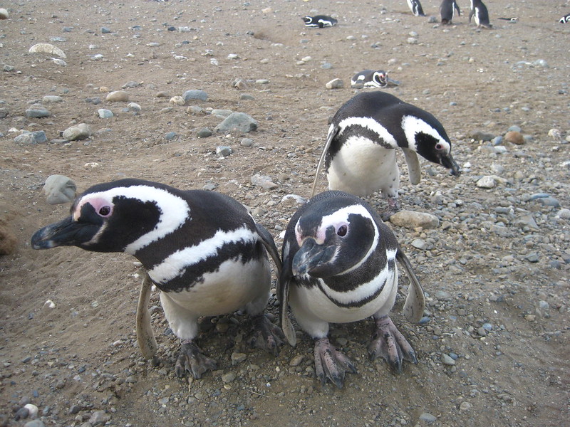 Magellanic Penguins on Isla Magdalena, Chile