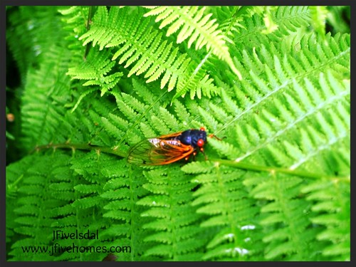 9194806055 fc7d2c8853 Cicada in my fern garden