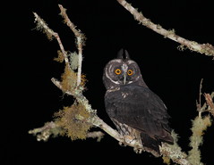 Nocturnal birds/Aves Noturnas/Aves Nocturnas