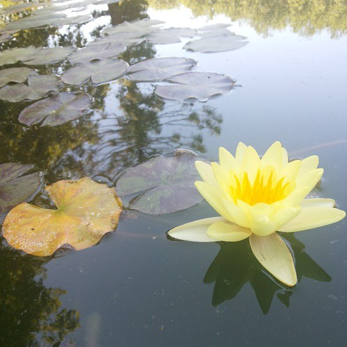 #yellow #waterlily by Joaquim Lopes