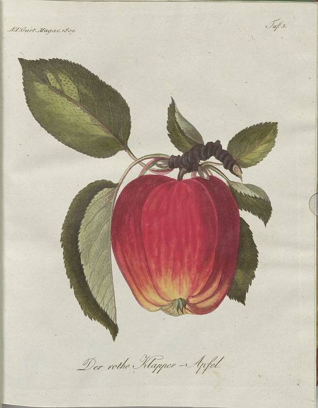 Der rothe Klapper-Apfel (hand-coloured botanical engraving courtesy kulturerbe niedersachsen)