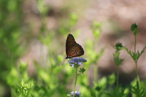 Butterfly at Lady Bird Johnson Wildflower Center