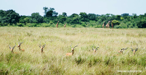 Kenia - Masai Mara 44