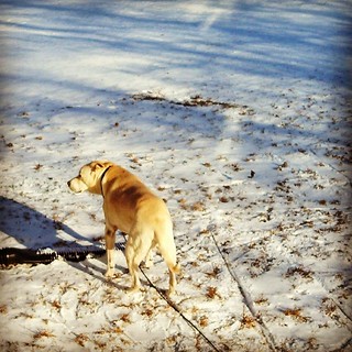 First #snow of the season. Zeus loves it #dogstagram #newengland #bigdog