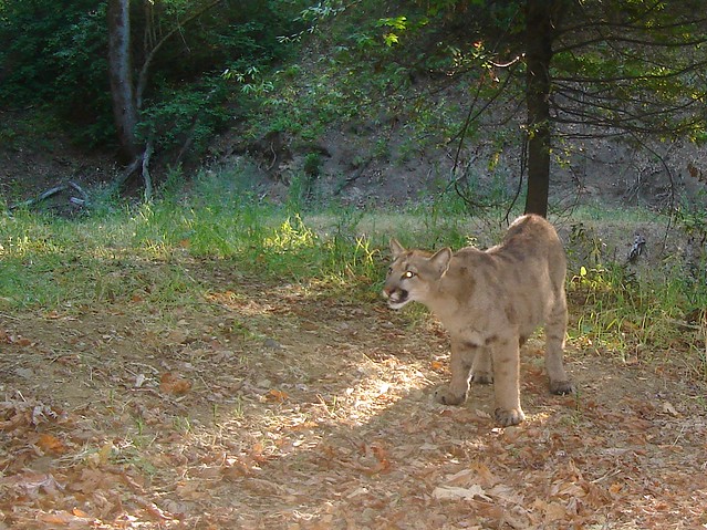 cougar cub