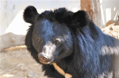 台灣黑熊，圖片來源：台灣黑熊保育協會
