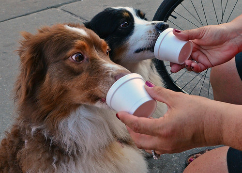 Dogs eating ice cream