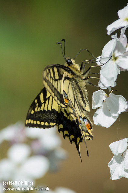 Swallowtail butterfly Papilio machaon-6