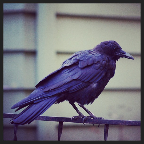 crow crow
