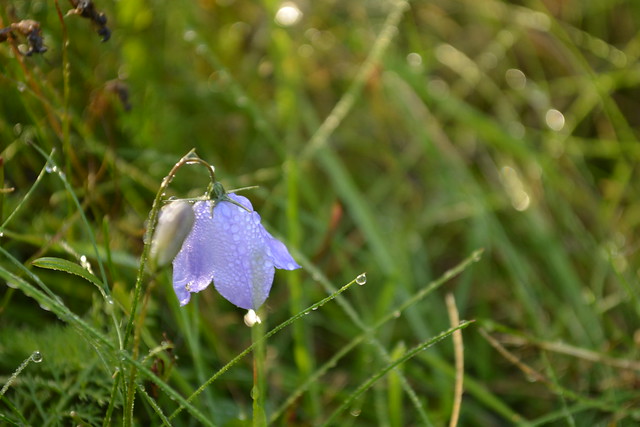 Bluebell in the grass