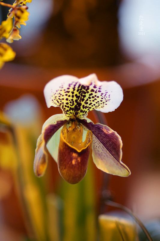exh.orchids_03