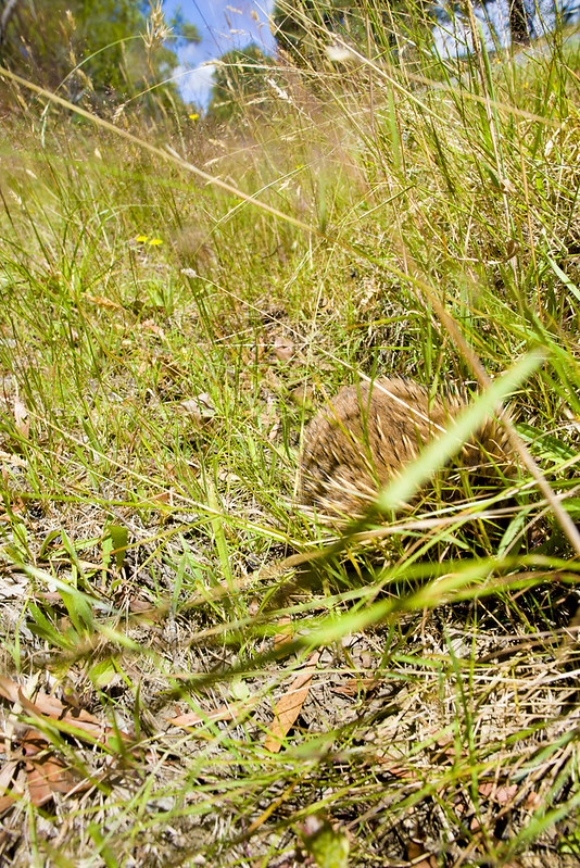 echidna in Tasmania