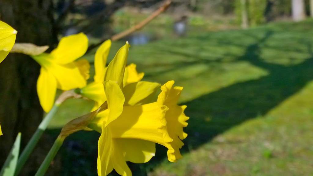 Bokeh daffodils