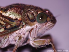 Cicada - Family Cicadidae