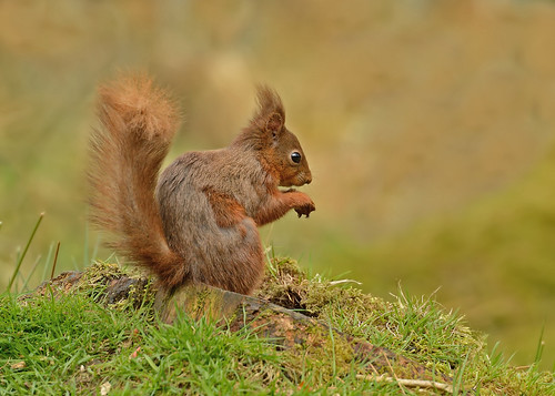 Red Squirrel by Andy Pritchard - Barrowford