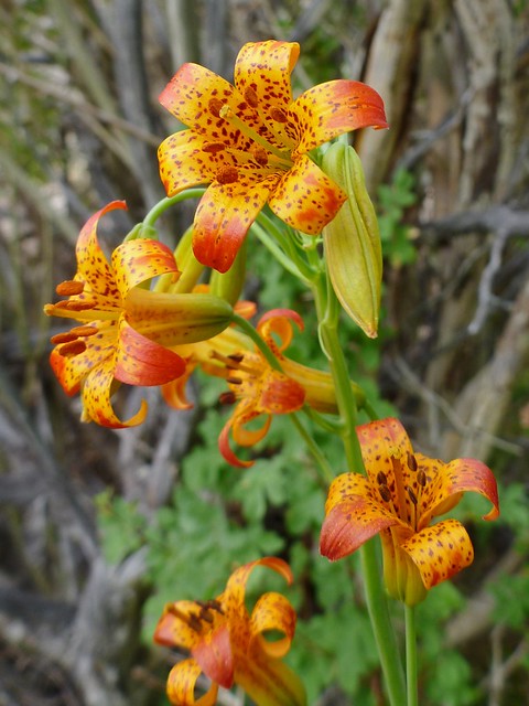 alpine lily