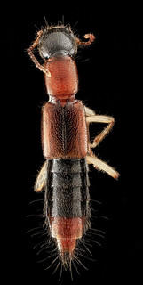 Rove beetle, U, Back, Upper Marlboro, MD_2013-08-21-16.29.18 ZS PMax