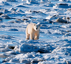全球暖化。北極冰層減少，北極熊生存面臨考驗。攝影：陳維滄。
