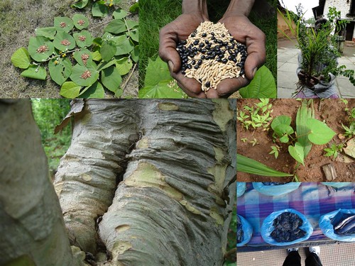 Indigenous Medicinal Rice Formulations for Diabetes and Cancer Complications, Heart and Kidney Diseases (TH Group-102) from Pankaj Oudhia’s Medicinal Plant Database by Pankaj Oudhia