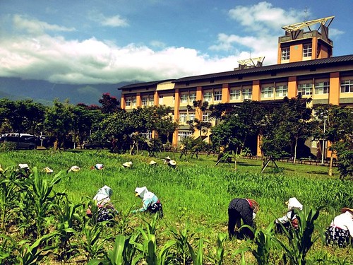 東華小米園強調務實的彎腰耕種。2013年小米耕種。（圖片來源：葉秀燕提供）