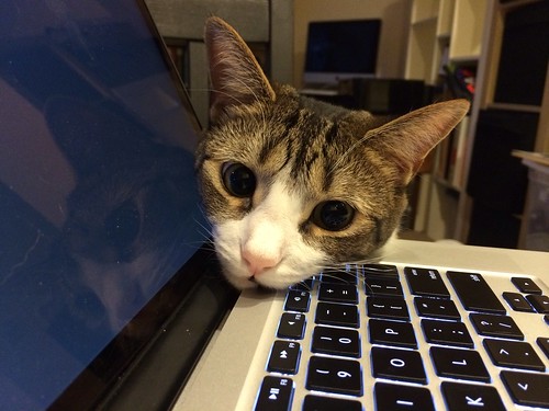 Amelia on a MacBook Pro