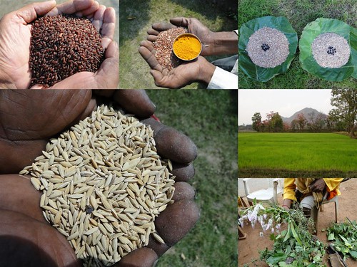 Validated and Potential Medicinal Rice Formulations for Hypertension (High Blood Pressure) with Diabetes mellitus Type 2 Complications (TH Group-290) from Pankaj Oudhia’s Medicinal Plant Database by Pankaj Oudhia