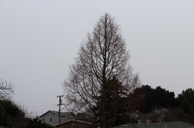 misty grey suburban rooftops