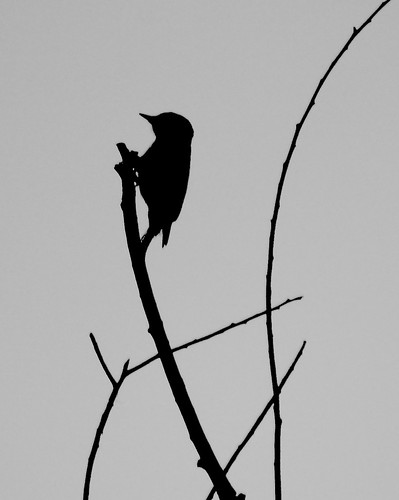 Downy Woodpecker Silhouette