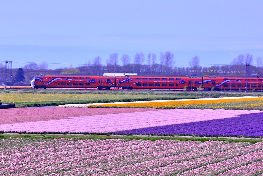 Flower field with orange train