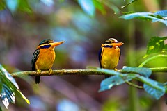 泰国南部的鸟 Birds of Southern Thailand