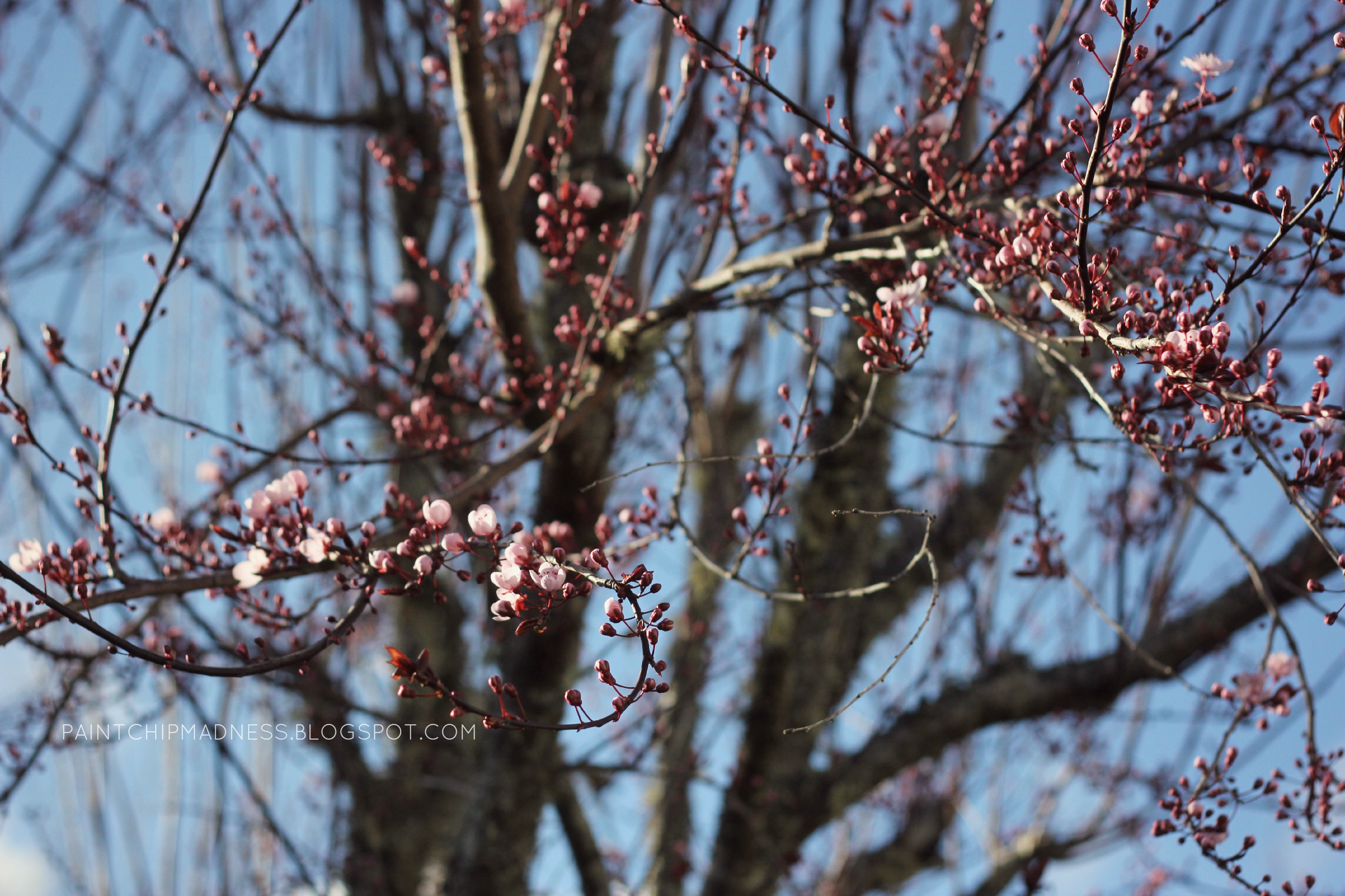 blossombranches