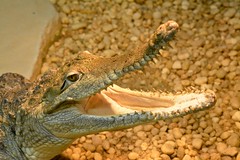 Little Ray's Reptile Zoo (5/13)