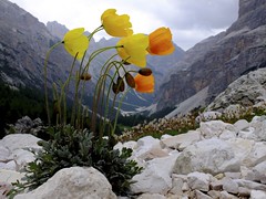 Dolomites O6 2012
