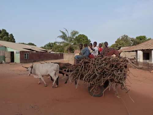 Children in a cart pulled by oxen (Gambia)