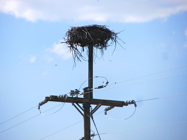 huge osprey nest