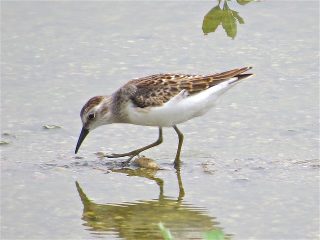Least Sandpiper at El Paso Sewage Treatment Ponds in Woodford County, IL
