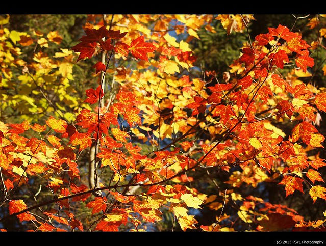 Algonquin Fall Colours