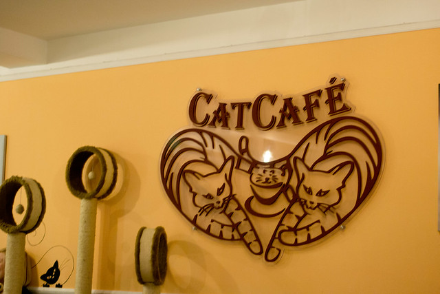 Cat Café Budapest | Budapest, Hungary