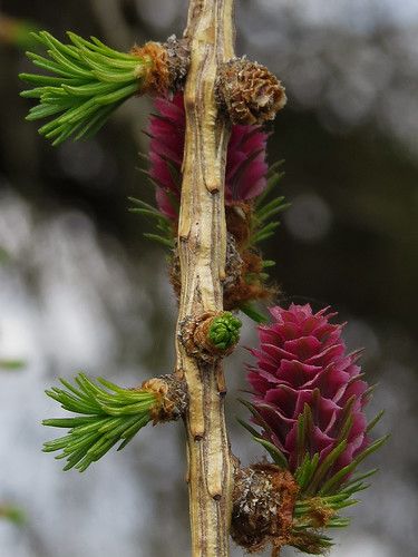 Larix sibirica - siperianlehtikuusi. Автор: Kari Pihlaviita