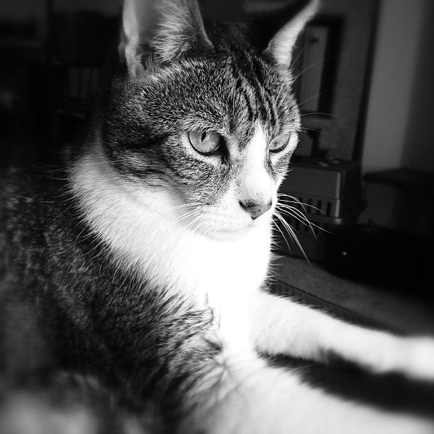 My beautiful boy. #cats #catsofinstagram #furbaby #snapseed