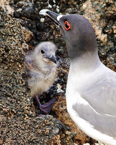 Swallow-tailed Gull And Chick