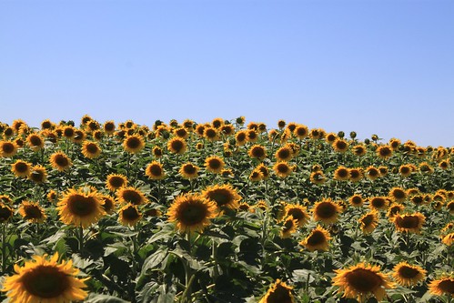 Sunflower field!