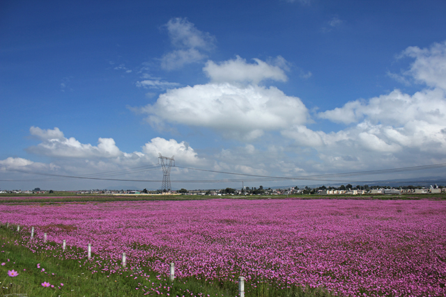 Field of Cosmos