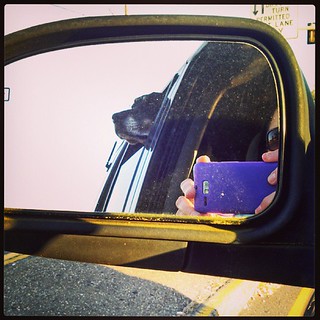 Cruising with Lola #dogstagram #dobermanmix #hangyourheadoutthewindow #love