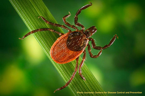 胛硬蜱 （Ixodes scapularis）是萊姆症的病媒之一。圖片作者：Fairfax County，圖片來源：http://www.flickr.com/photos/fairfaxcounty/7209178370/in/photostream/，本圖符合CC授權使用。