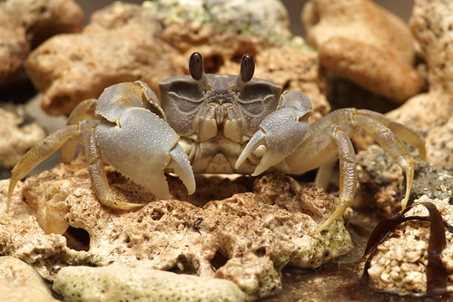 心掌沙蟹 (Ocypode cordimanus) 與一般快速奔跑的沙蟹不同，身體厚重，行動較緩慢，在高潮線到潮上帶之間的沙灘上挖洞穴居。（圖片攝影：施習德）