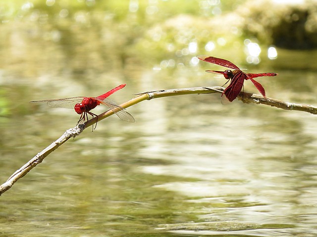Red Grasshawk Dragonfly (Neurothemis fluctuans)  Photographs by Bernard Eirrol Tugade